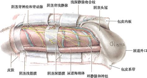 阴茎龟头|阴茎结构解剖：皮肤/被膜/韧带/血供/海绵体/神经